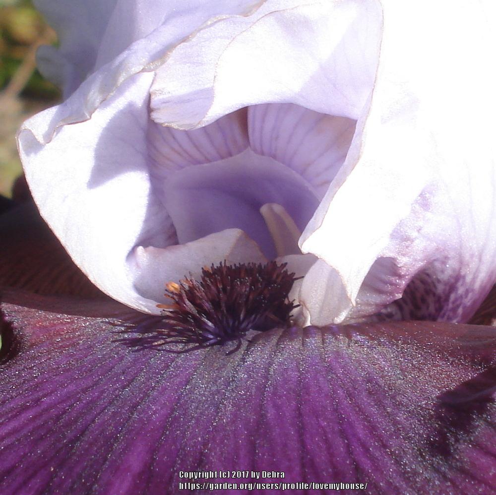 Photo of Tall Bearded Iris (Iris 'Private Eye') uploaded by lovemyhouse