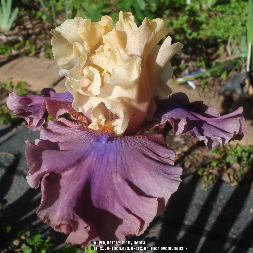 Photo of Tall Bearded Iris (Iris 'Show Your Colours') uploaded by lovemyhouse