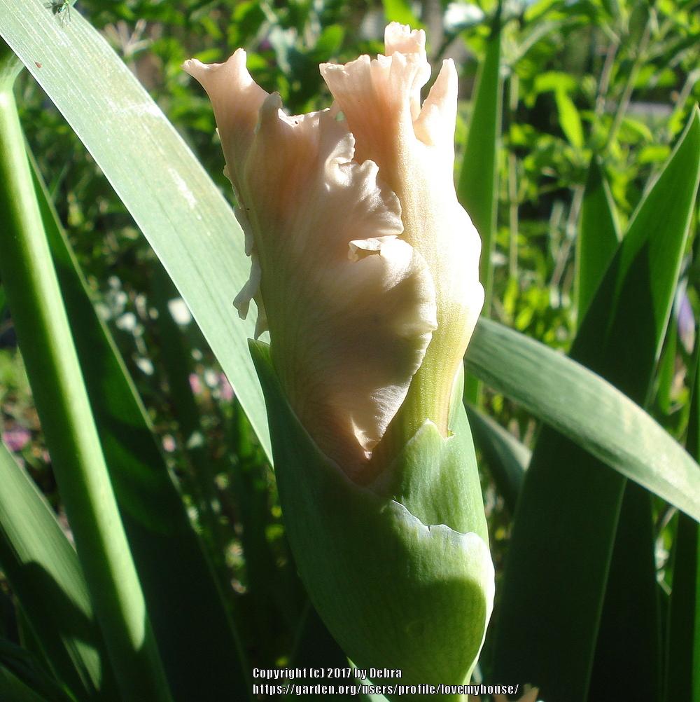 Photo of Tall Bearded Iris (Iris 'Magical') uploaded by lovemyhouse