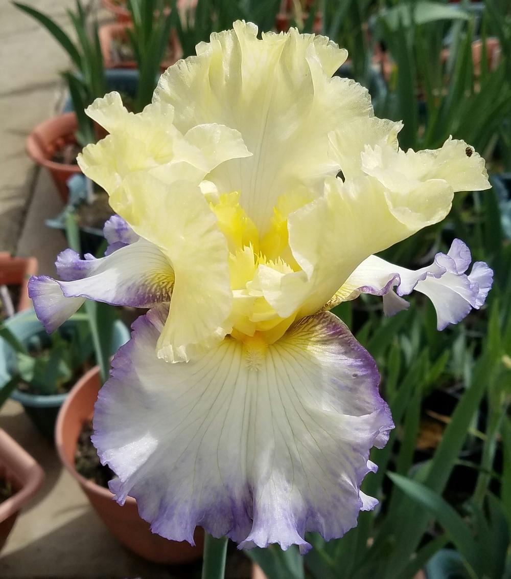 Photo of Tall Bearded Iris (Iris 'Boundless') uploaded by mesospunky