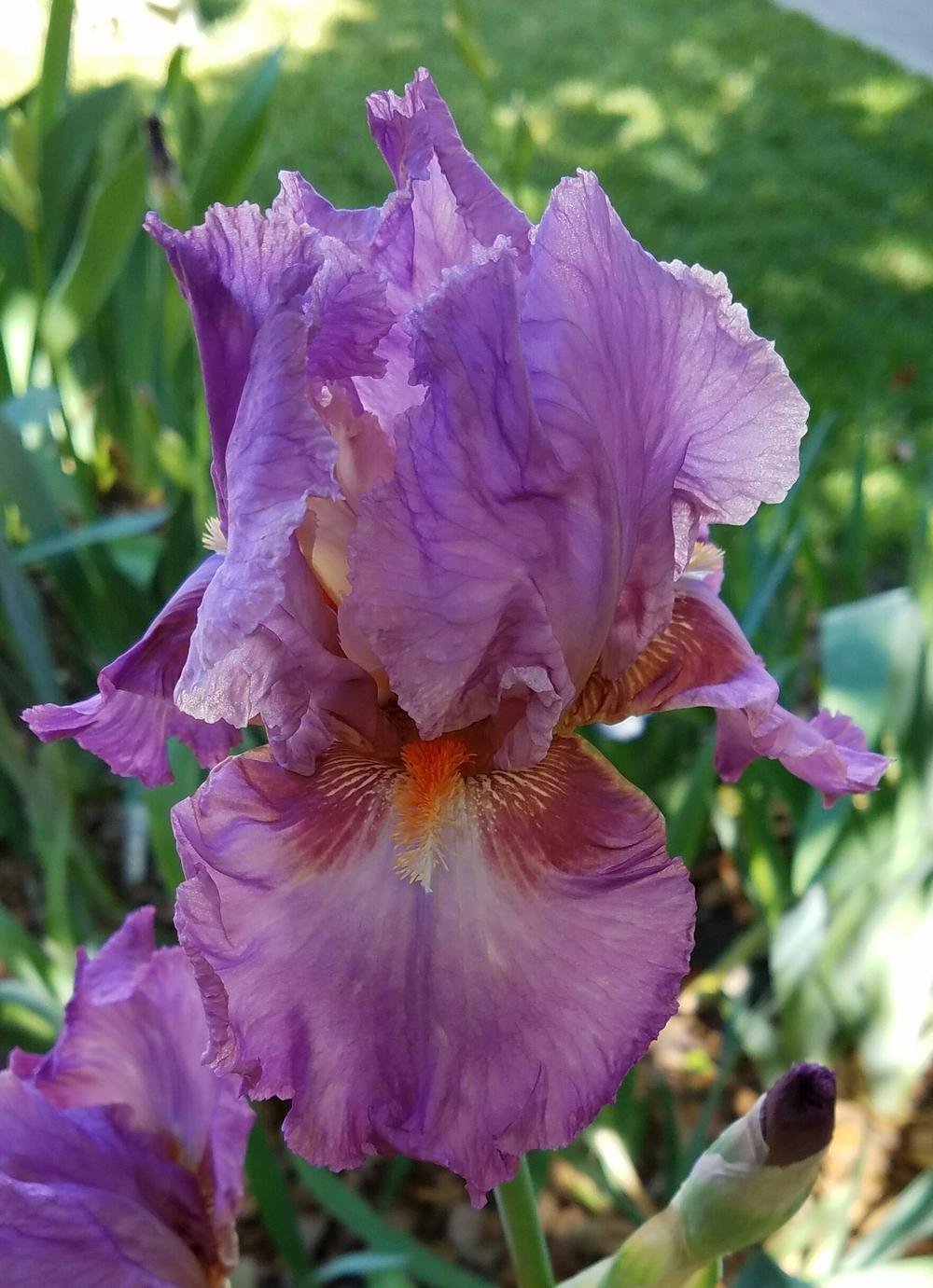 Photo of Tall Bearded Iris (Iris 'Okapi Poppy') uploaded by mesospunky