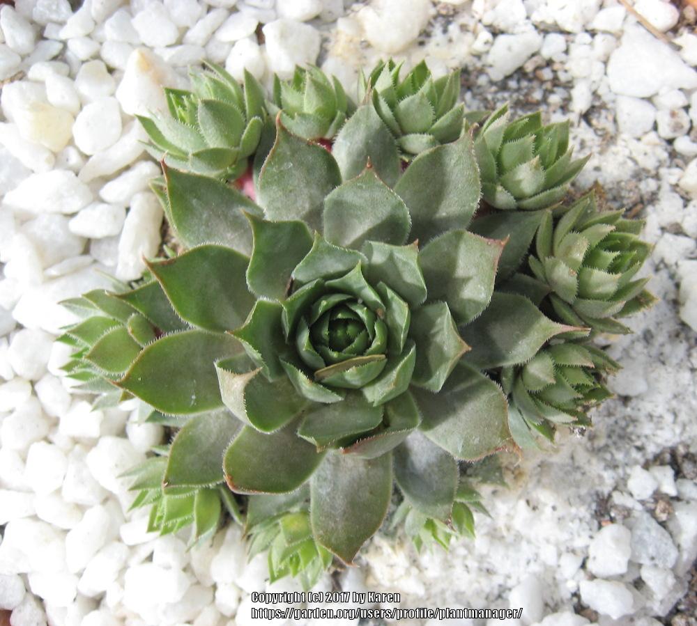 Photo of Hen and Chicks (Sempervivum 'Red Beauty') uploaded by plantmanager