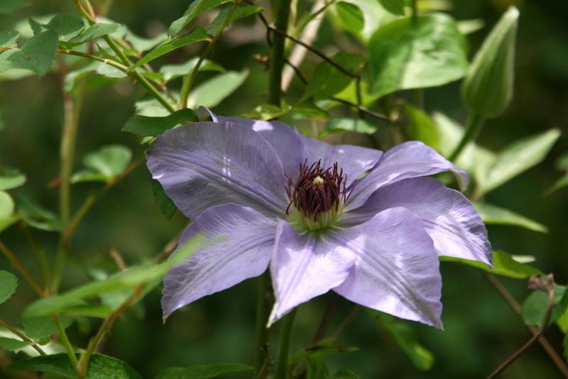 Photo of Clematis 'Ramona' uploaded by Calif_Sue