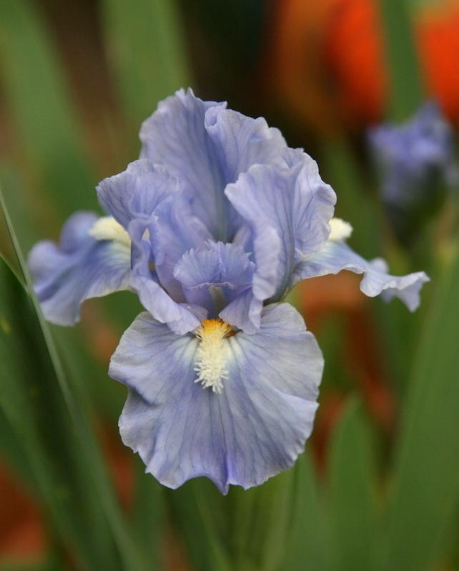 Photo of Standard Dwarf Bearded Iris (Iris 'Microwave') uploaded by Calif_Sue
