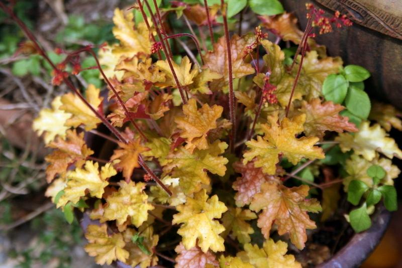 Photo of Coral Bells (Heuchera americana 'Ginger Ale') uploaded by Calif_Sue