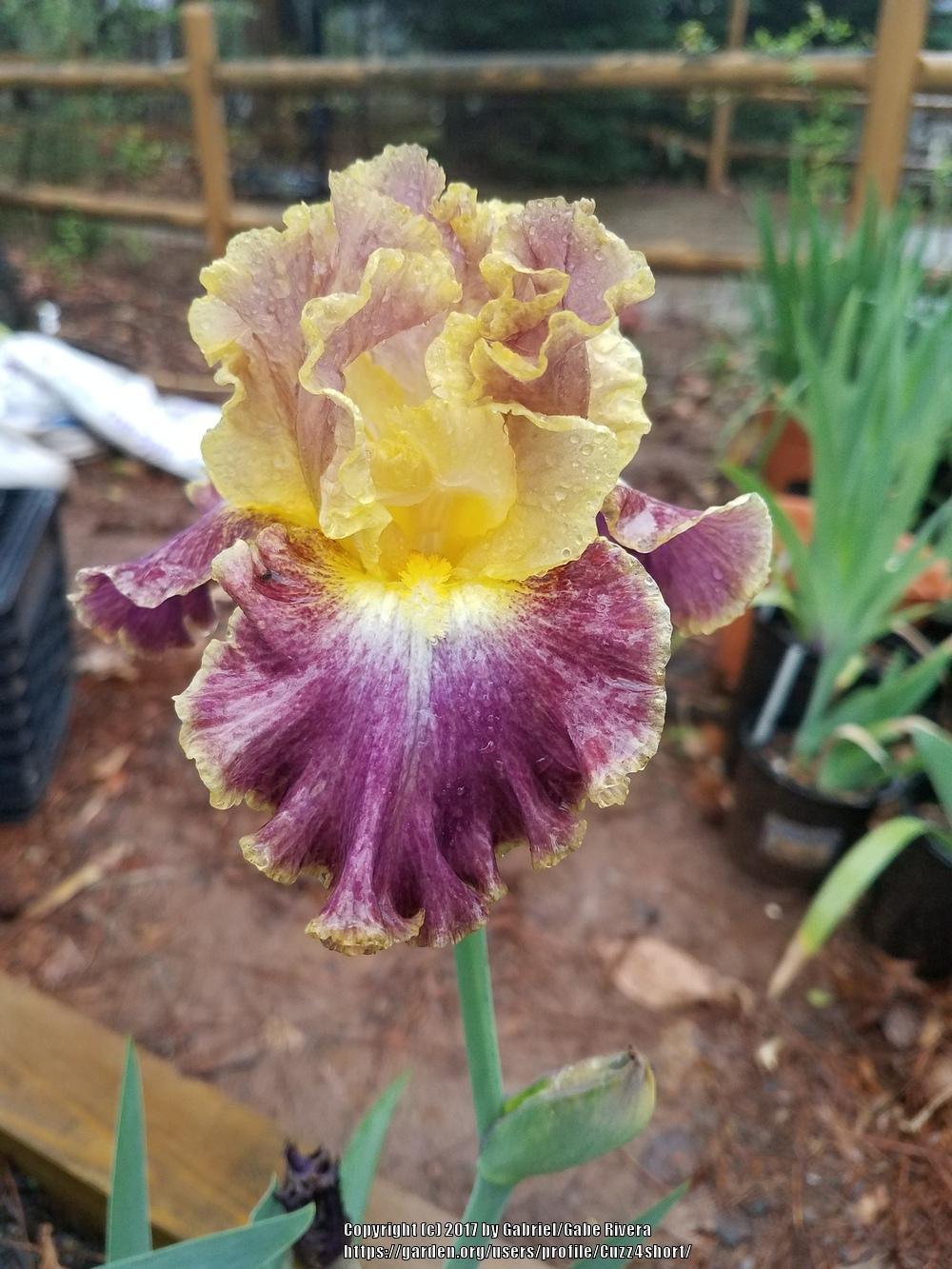 Photo of Tall Bearded Iris (Iris 'High Master') uploaded by Cuzz4short