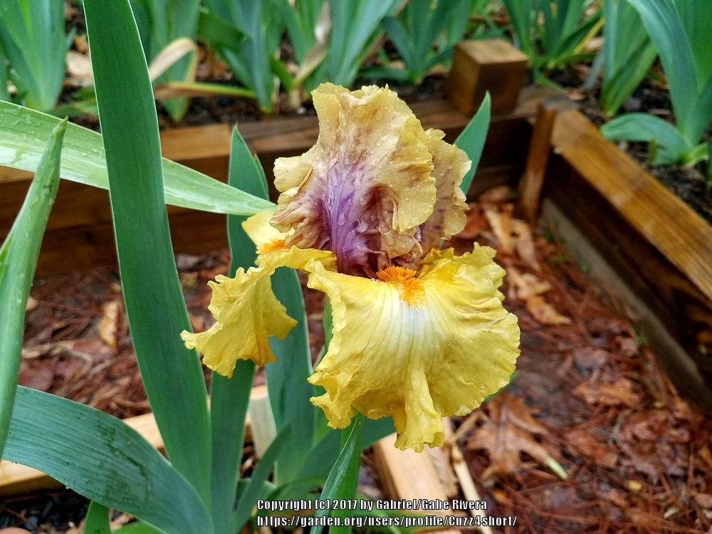 Photo of Tall Bearded Iris (Iris 'Idle Rich') uploaded by Cuzz4short