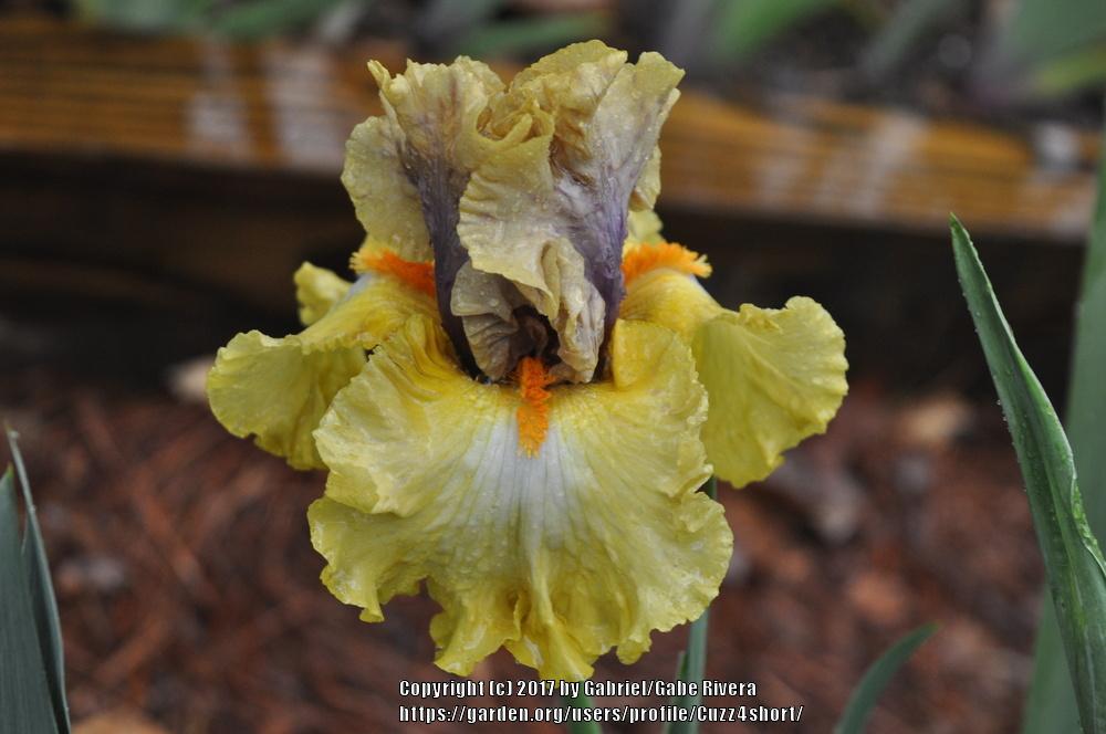 Photo of Tall Bearded Iris (Iris 'Idle Rich') uploaded by Cuzz4short