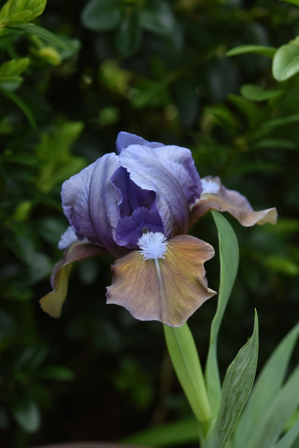 Photo of Standard Dwarf Bearded Iris (Iris 'Hocus Pocus') uploaded by cliftoncat