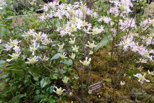 Photo of Azalea (Rhododendron 'Camilla's Blush') uploaded by critterologist