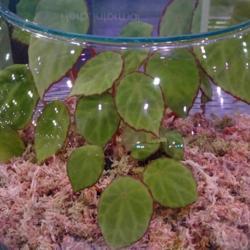 Location: Philadelphia Flower Show
Date: ma
Plant in a 6" fishbowl type terrarium