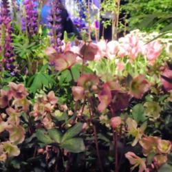 Location: Philadelphia Flower Show
Date: March 2017
This exhibit used it as a border... nice!