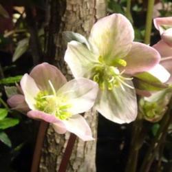 Location: Philadelphia Flower Show
Date: March 2017
Blooms much more up-facing than most hellebores