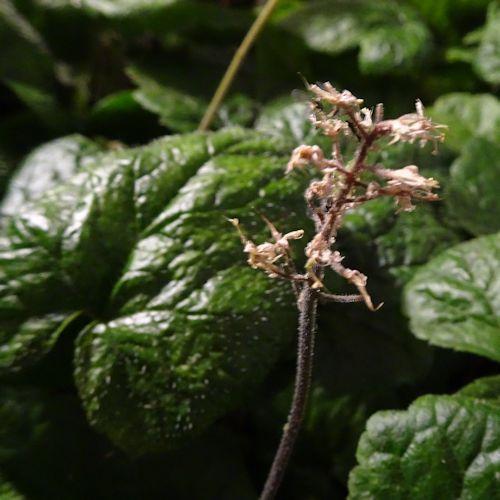 Photo of Foamflower (Tiarella cordifolia 'Brandywine') uploaded by critterologist