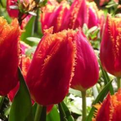 Location: Philadelphia Flower Show
Date: March 2017
firey colors