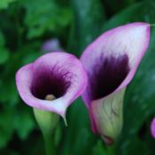 Purple calla lily