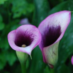 Location: York, PA 17402
Date: 07/2013
Purple calla lily
