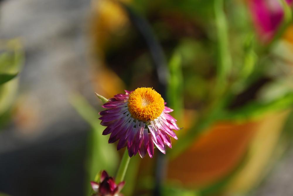 Photo of Strawflower (Xerochrysum bracteatum) uploaded by doctorpartlow