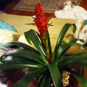 Scarlet Star Bromeliad 