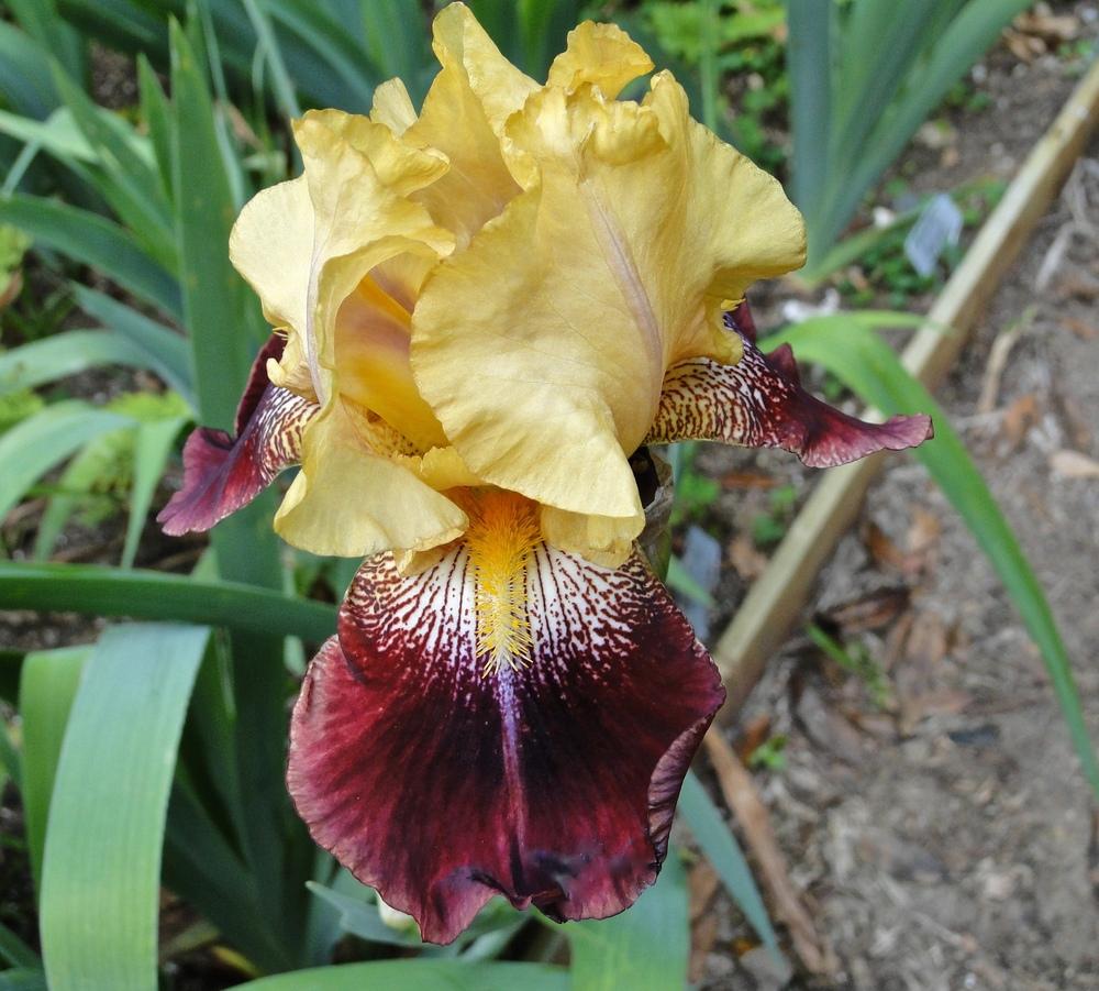 Photo of Tall Bearded Iris (Iris 'Ziggy') uploaded by golden_goddess