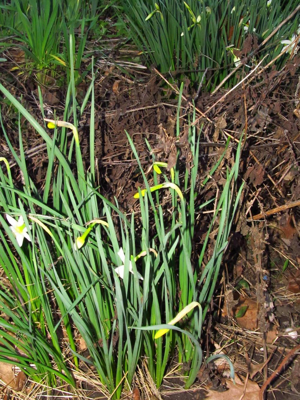 Photo of Triandrus Daffodil (Narcissus 'Thalia') uploaded by jmorth