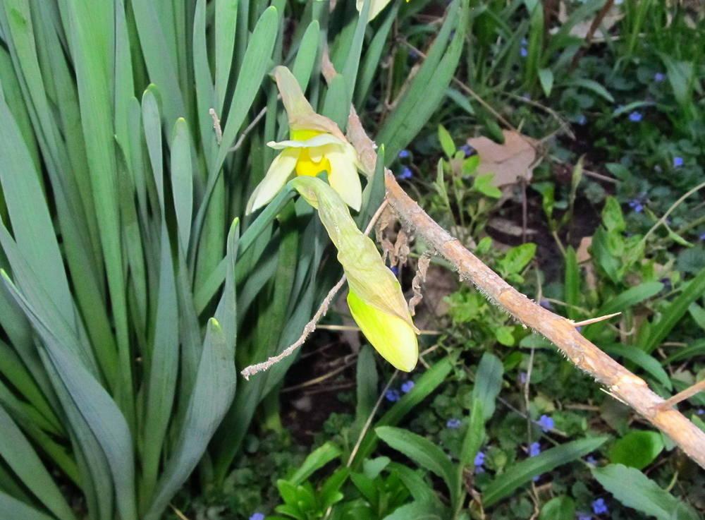 Photo of Large Cup Daffodil (Narcissus 'Sound') uploaded by jmorth