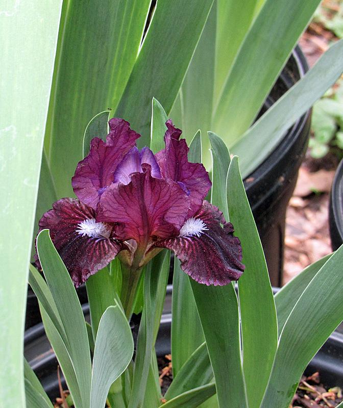 Photo of Miniature Dwarf Bearded Iris (Iris 'Black Olive') uploaded by Lestv