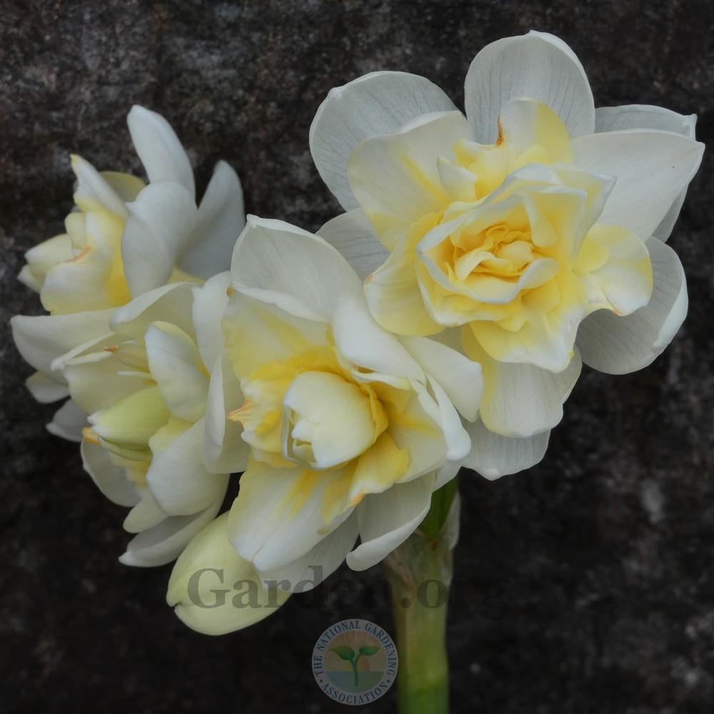 Photo of Double Daffodil (Narcissus 'Cheerfulness') uploaded by Patty