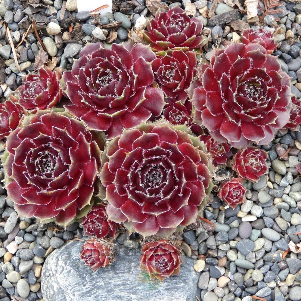Photo of Hen and Chicks (Sempervivum 'Fair Lady') uploaded by Patty