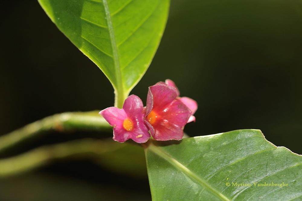 Photo of Psychotria nuda uploaded by bonitin