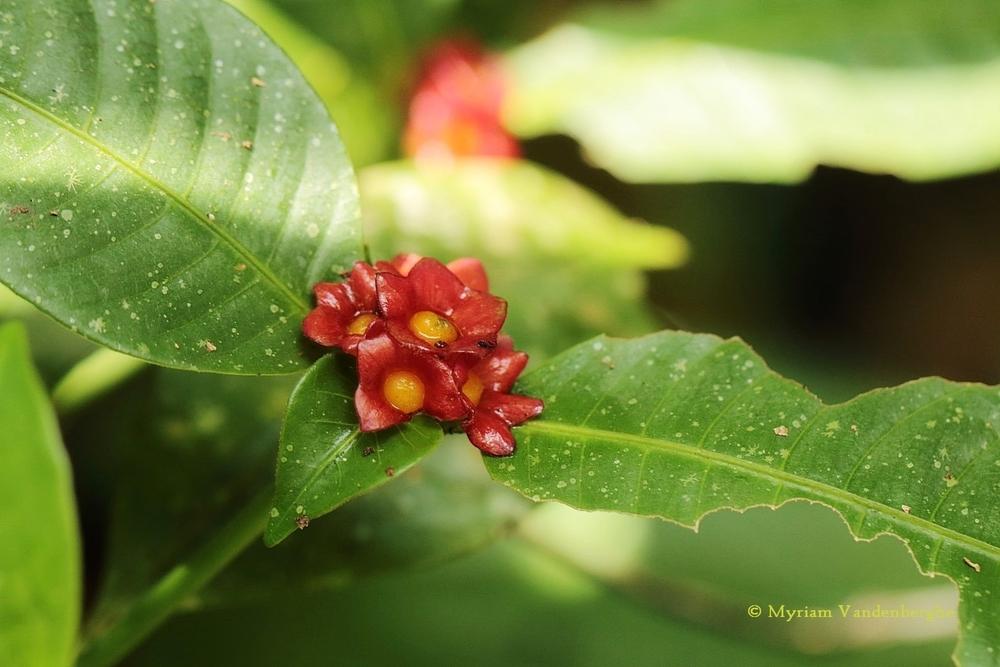 Photo of Psychotria nuda uploaded by bonitin