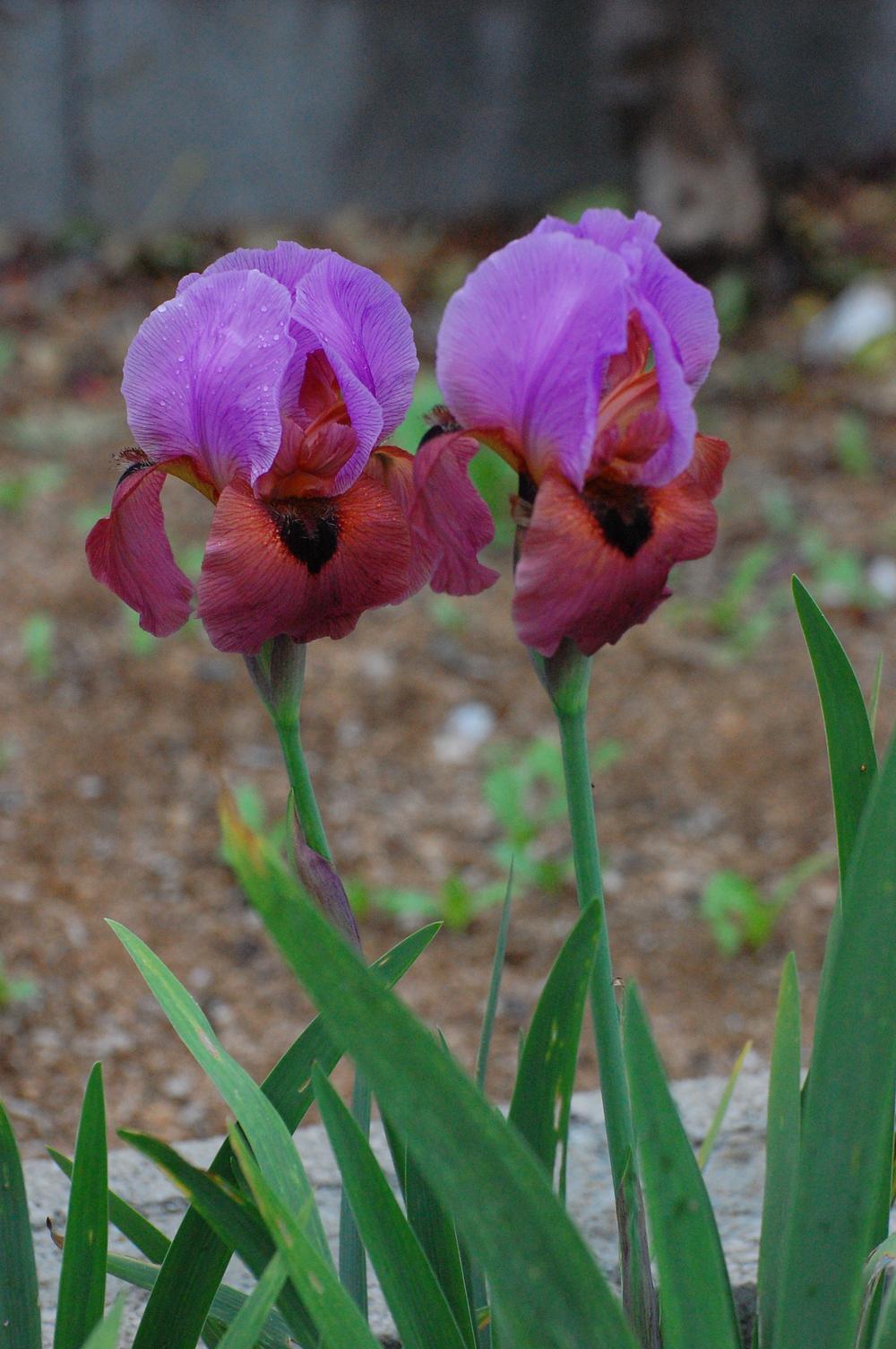 Photo of Arilbred Iris (Iris 'Enchanter's Spell') uploaded by coboro