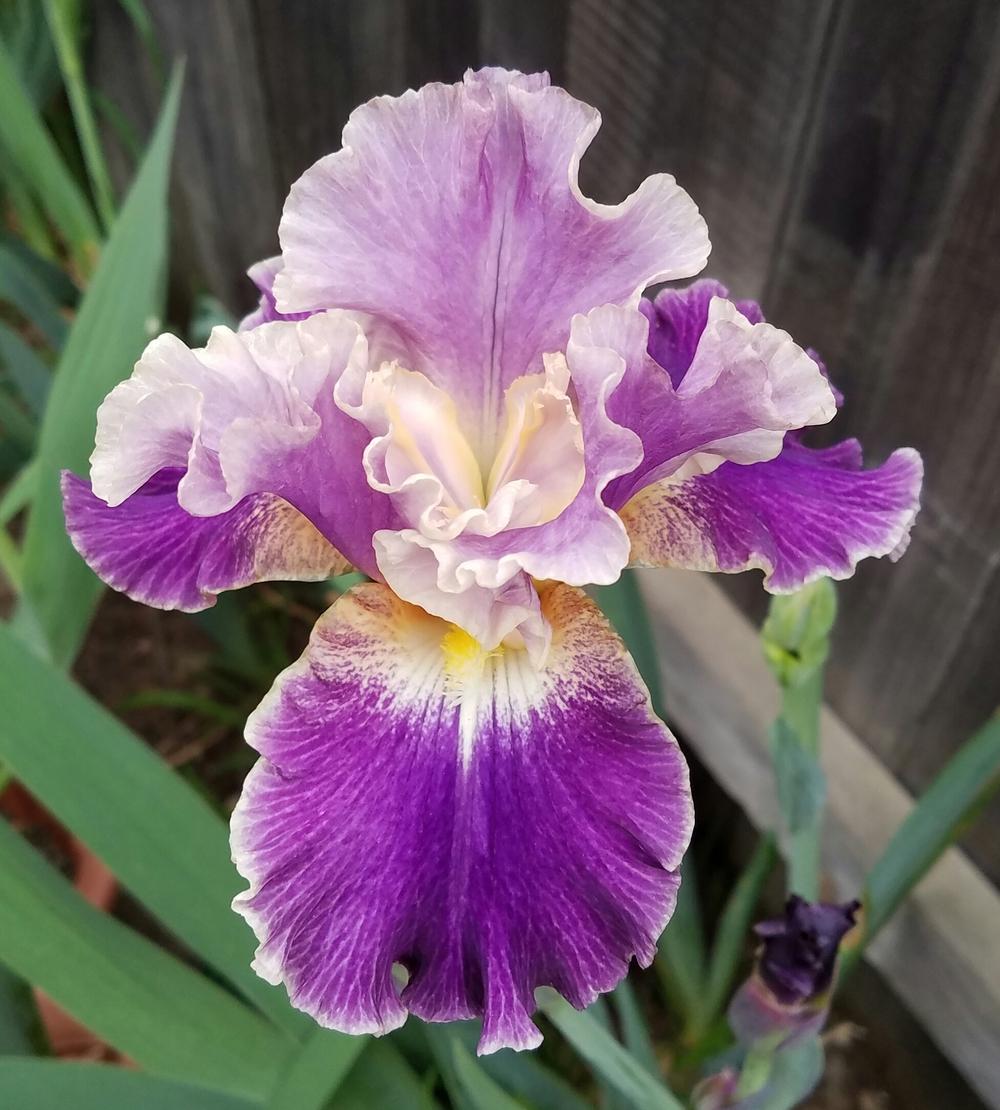 Photo of Tall Bearded Iris (Iris 'Lip Service') uploaded by mesospunky