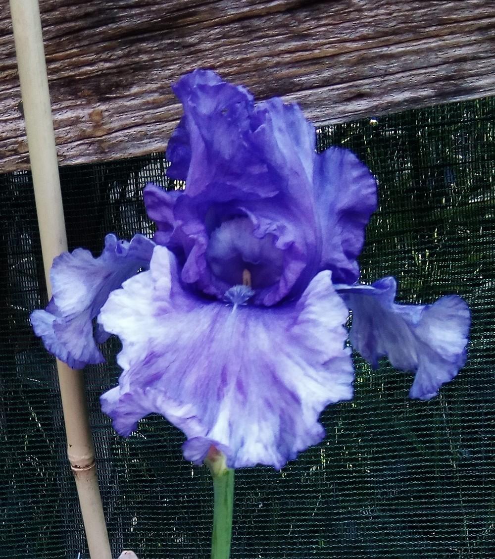 Photo of Tall Bearded Iris (Iris 'Honky Tonk Blues') uploaded by Greeneyedmonster
