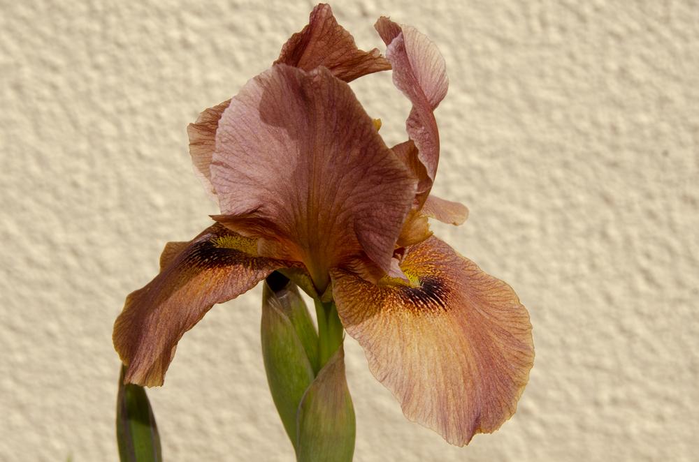 Photo of Arilbred Iris (Iris 'Arabian Archer') uploaded by Mikey