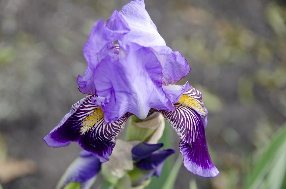 Photo of Tall Bearded Iris (Iris 'Monsignor') uploaded by Mikey