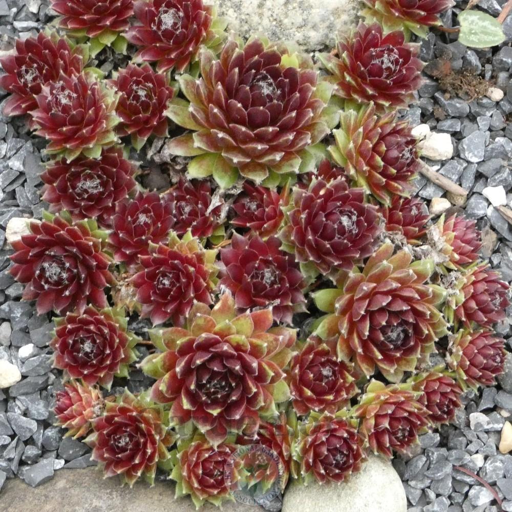 Photo of Hen and Chicks (Sempervivum 'Ford's Spring') uploaded by Patty
