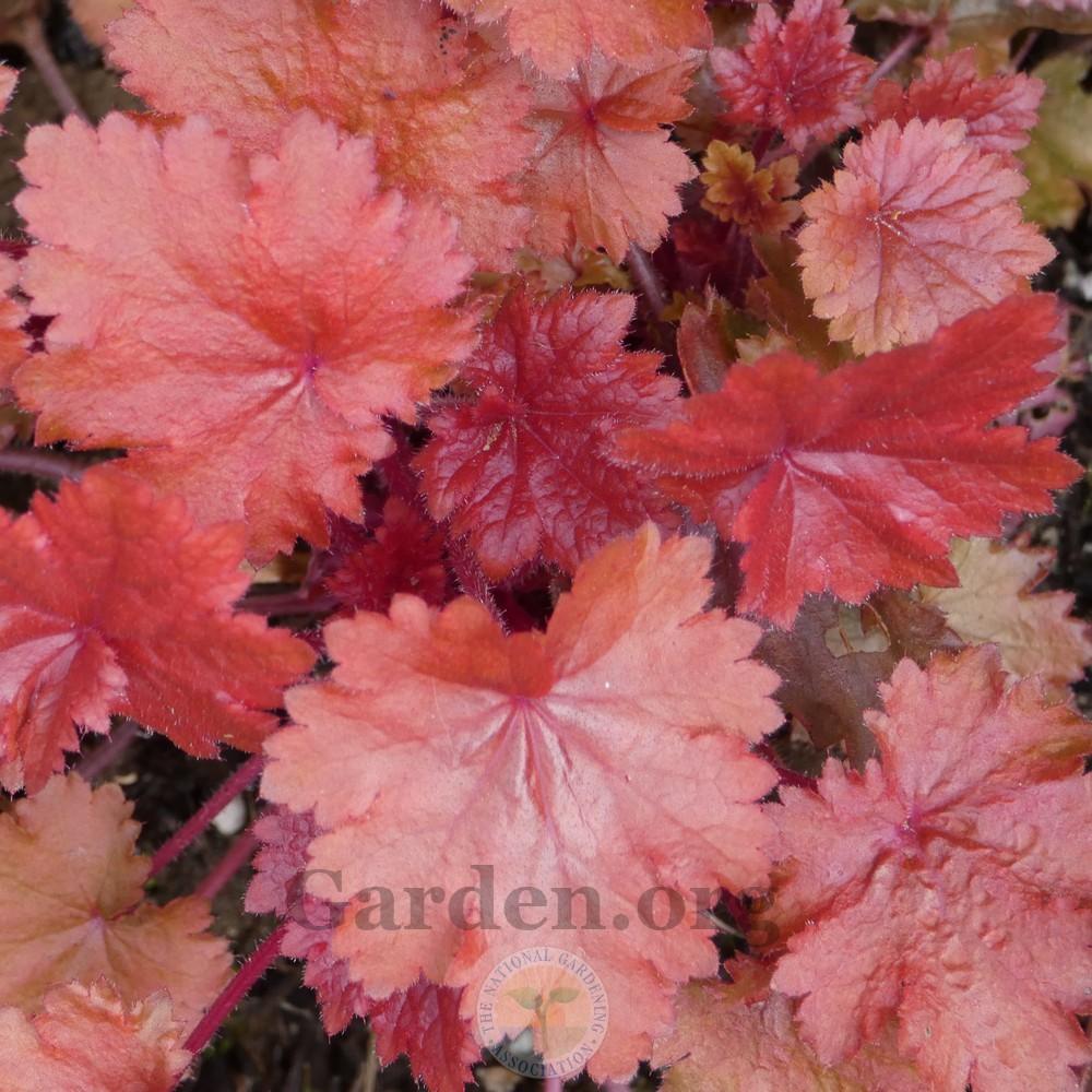 Photo of Coral Bells (Heuchera 'Fire Chief') uploaded by Patty