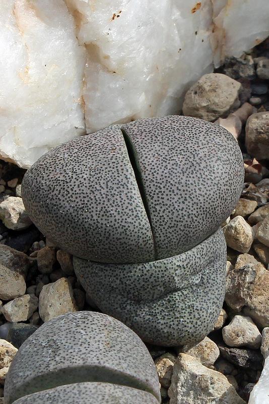 Photo of Split Rock (Pleiospilos nelii) uploaded by RuuddeBlock