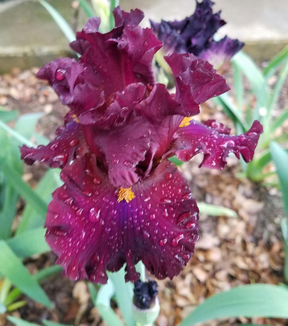 Photo of Tall Bearded Iris (Iris 'Red Handed') uploaded by mesospunky