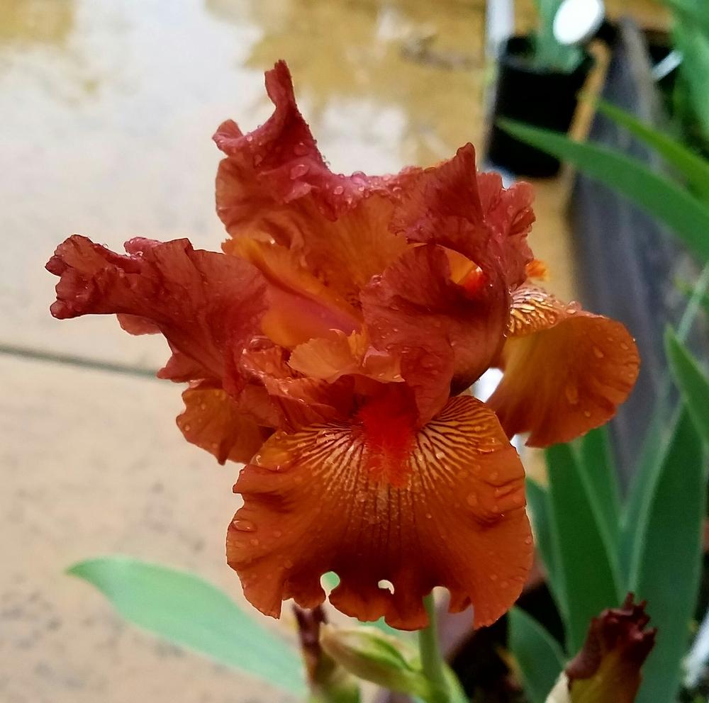 Photo of Tall Bearded Iris (Iris 'Copper Classic') uploaded by mesospunky