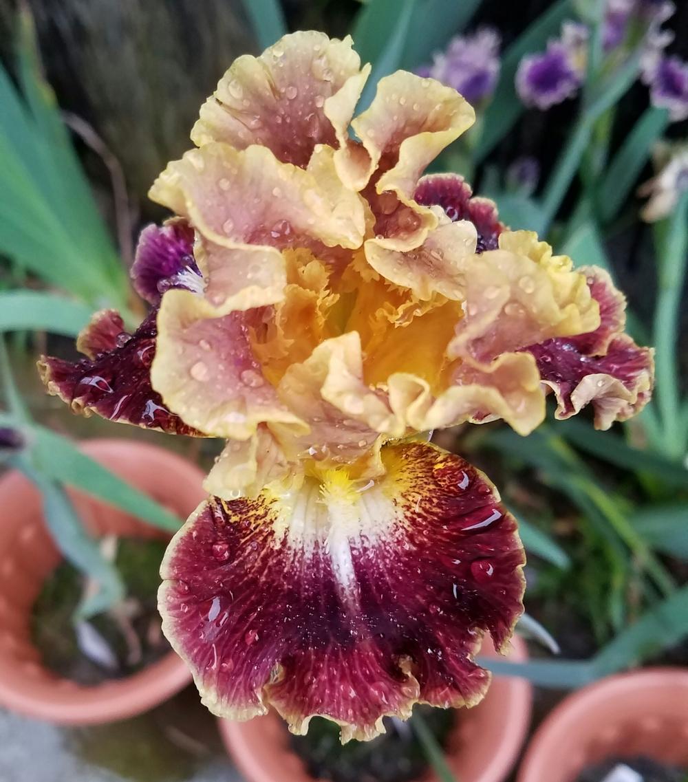 Photo of Tall Bearded Iris (Iris 'Volcanic Glow') uploaded by mesospunky