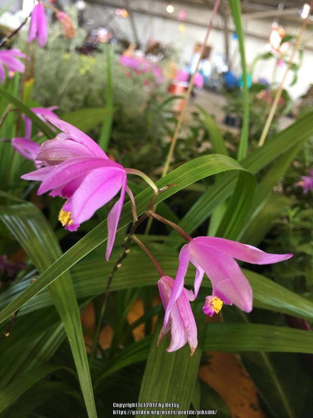 Photo of Chinese Ground Orchid (Bletilla striata) uploaded by piksihk