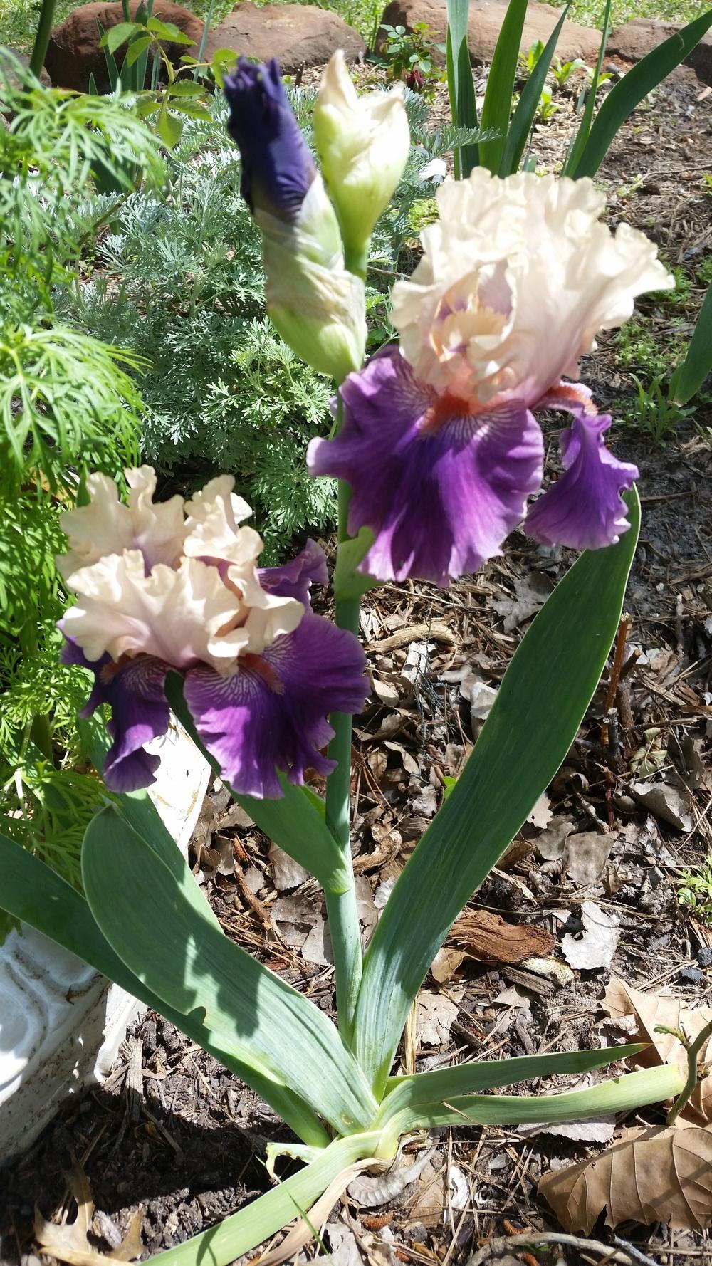 Photo of Tall Bearded Iris (Iris 'Puff the Magic') uploaded by FAIRYROSE