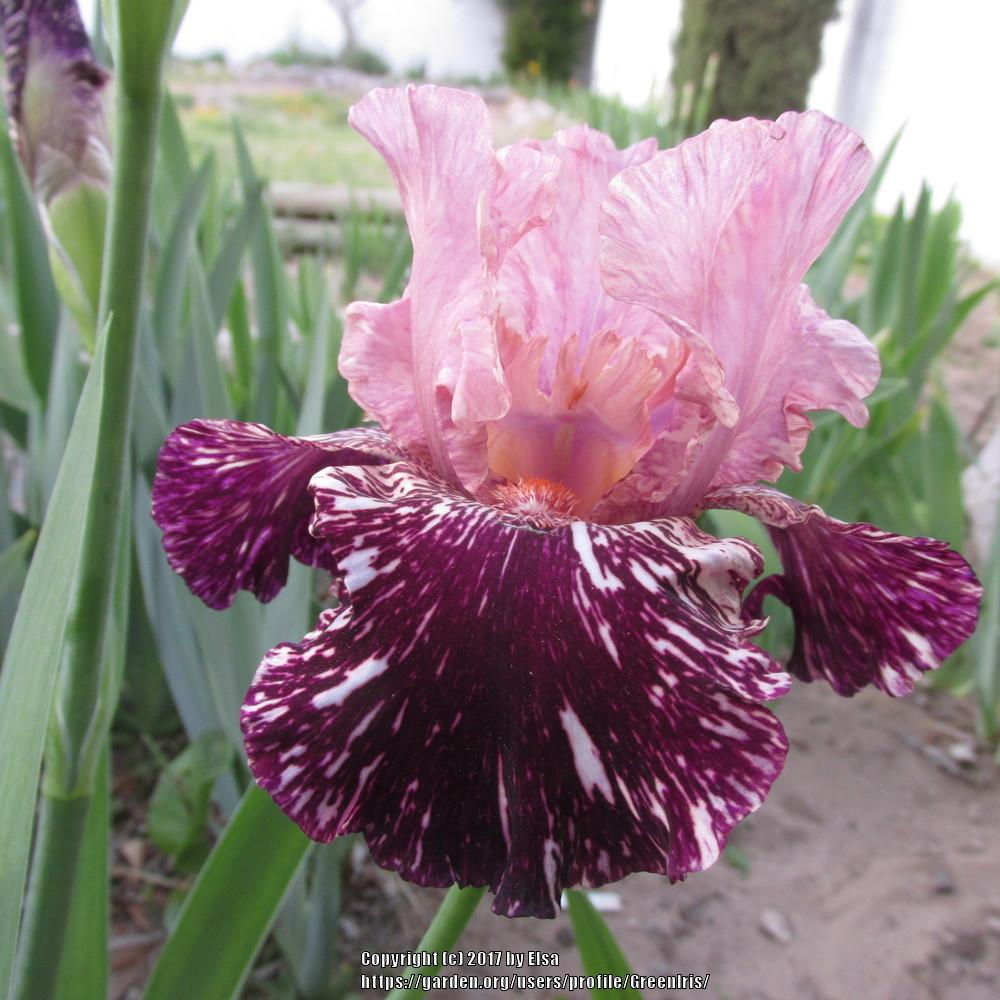 Photo of Tall Bearded Iris (Iris 'Drunk Skunk') uploaded by GreenIris