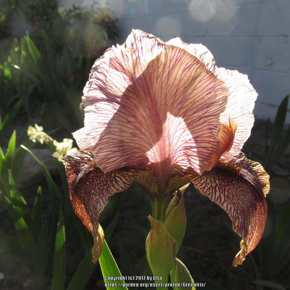 Photo of Arilbred Iris (Iris 'Sand Dancer') uploaded by GreenIris