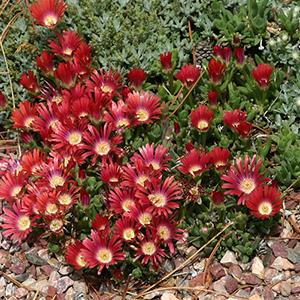 Photo of Ice Plant (Delosperma dyeri Red Mountain®) uploaded by Lalambchop1