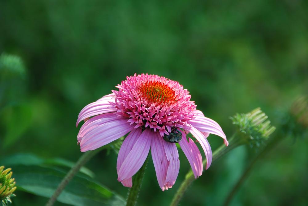 Photo of Coneflower (Echinacea 'Pink Double Delight') uploaded by doctorpartlow