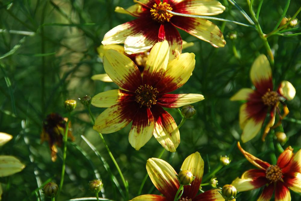 Photo of Threadleaf Coreopsis (Coreopsis Cruizin'™ Route 66) uploaded by doctorpartlow