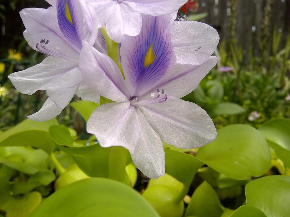 Photo of Water Hyacinth (Eichhornia crassipes) uploaded by doctorpartlow